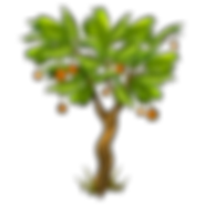 parkia biglandulosa boom