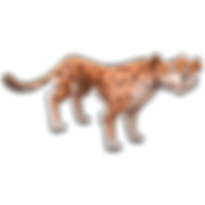 oranje cheeta