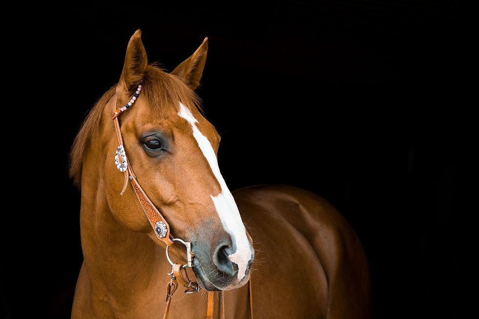 rebeccaspictures-horse-3390256_1920.jpg