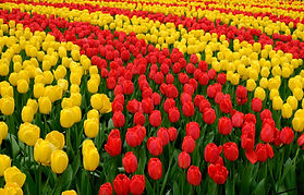 Tuplips rows flowers Keukenhof