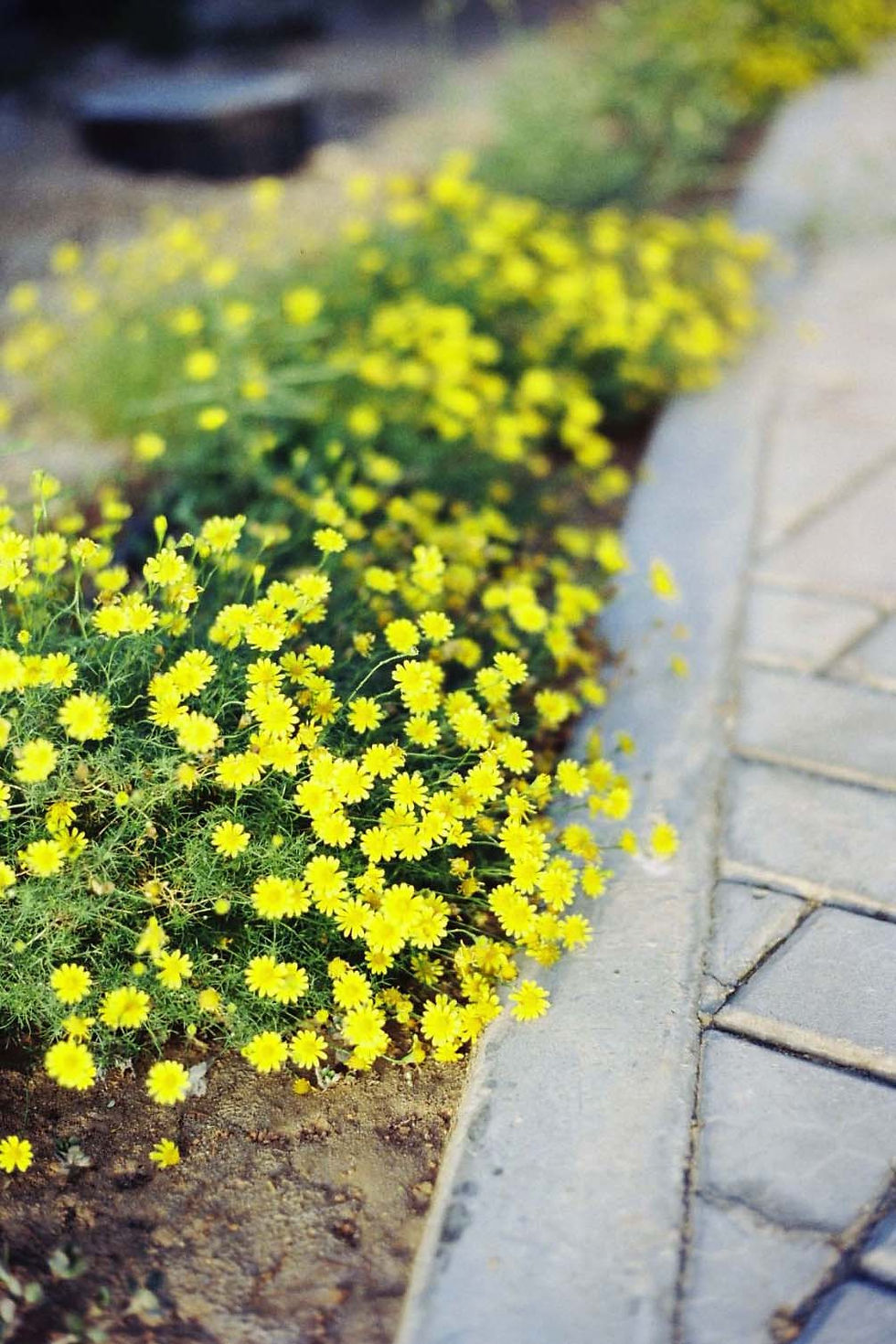 Thumbnail: KAC 200T Color Cine Film - 35mm 27exp