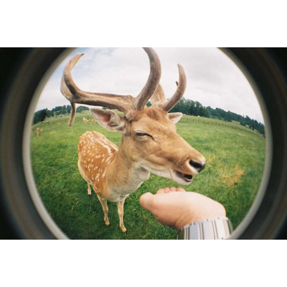 Thumbnail: Fisheye One 35mm Camera ( Red)