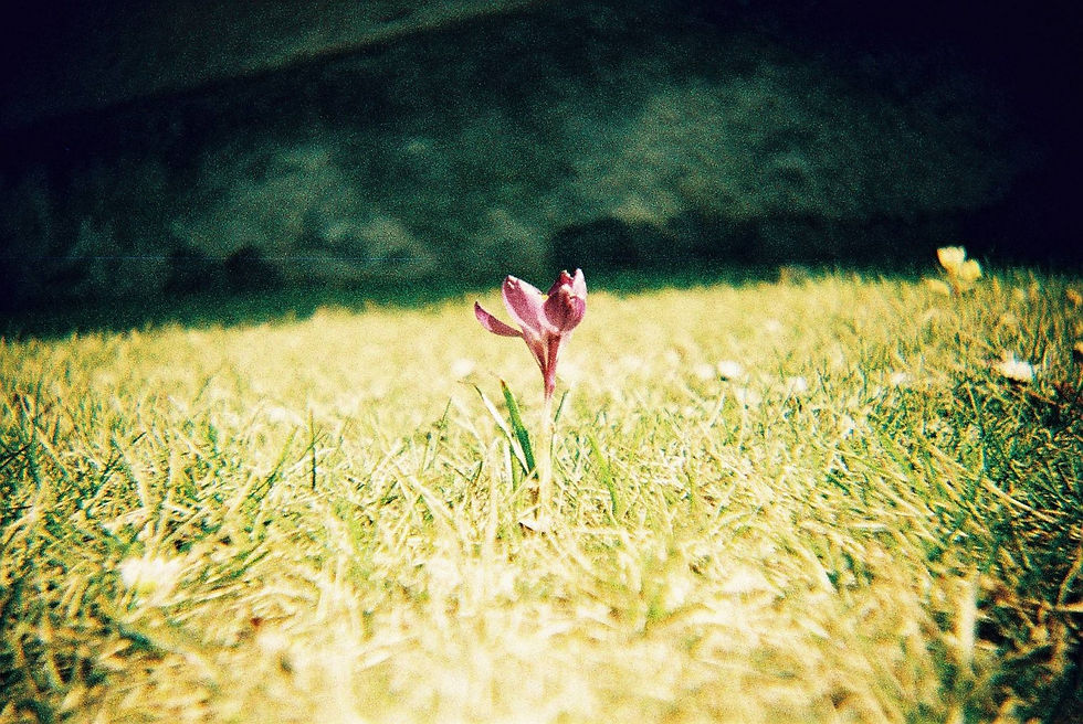 Thumbnail: Lomography Konstruktor F Camera