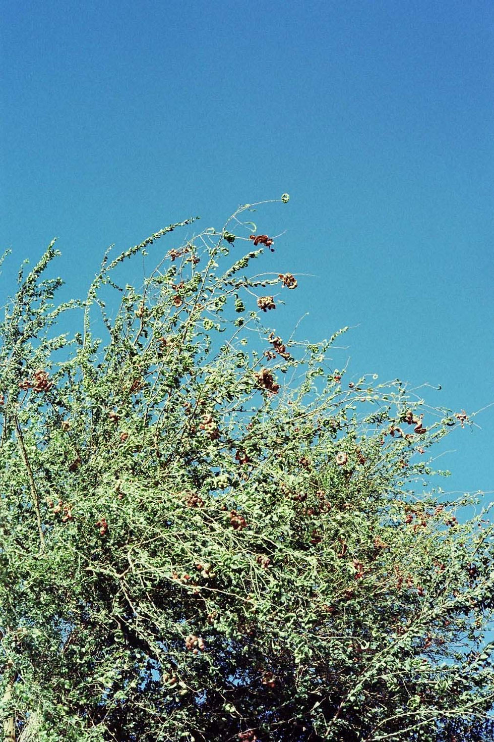 Thumbnail: KAC 200T Color Cine Film - 35mm 27exp