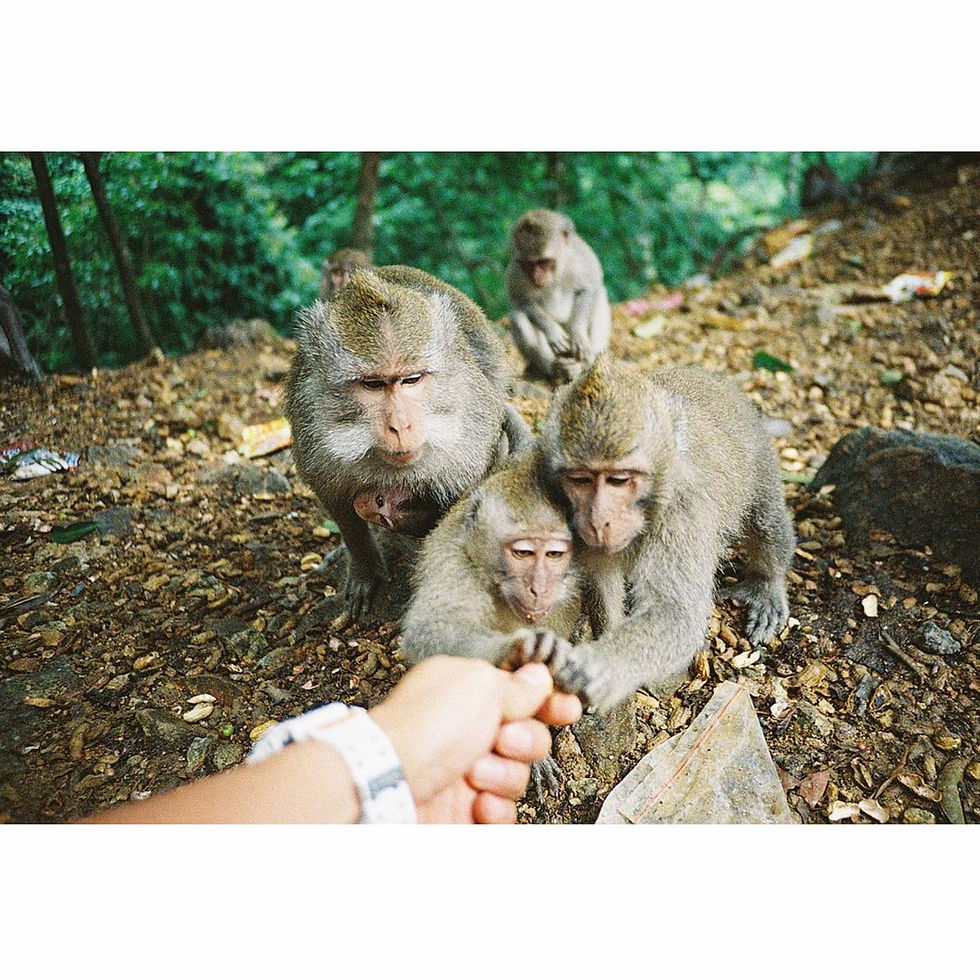 Thumbnail: Lomography Color Negative 35 mm ISO 400