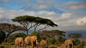 Safaris in Botswana