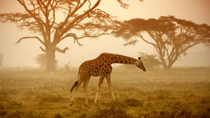 Travel to Botswana