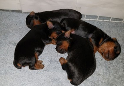 puppers.jpg