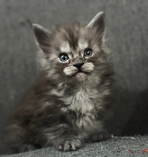 maine coon kitten Greece