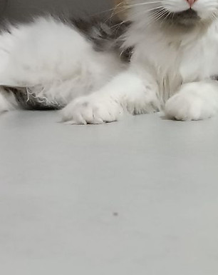 Cheroessa Hecate's Secret - διαθέσιμο κορίτσι, με γλυκό χαρακτήρα και ευγενικό βλέμμα από τις σειρές παγκόσμιων πρωταθλητών.