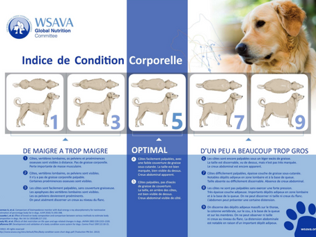 Faire maigrir son chien ou son chat