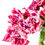 Thumbnail: Tulip 6/13