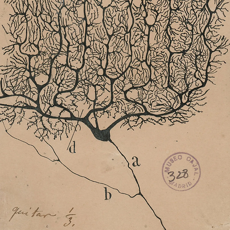 Pkj neuron by Cajal_edited.png