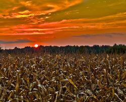 corn sunset (2).jpg