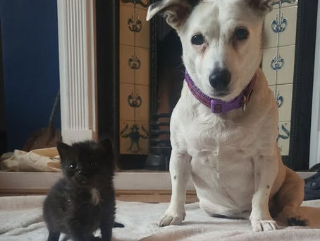 From Abandoned to Adored – Meet Valkyrie, Our Fierce Little Fighter