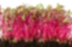 Detroit dark red beet microgreens