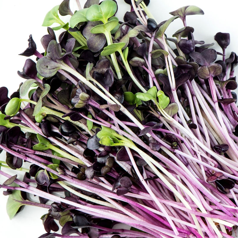 Thumbnail: Red Daikon radish sprouts