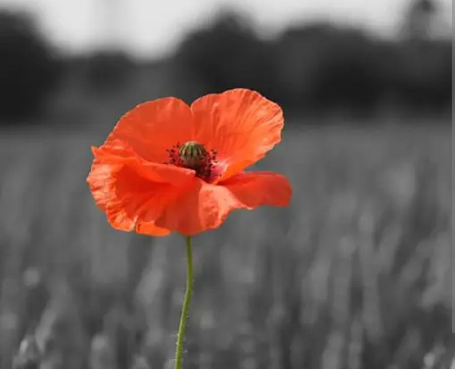 Remembrance Poppy.jpg