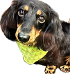 Spike solo.png