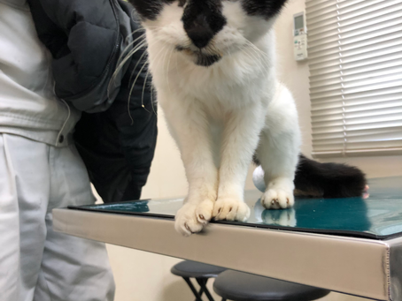 迷い猫