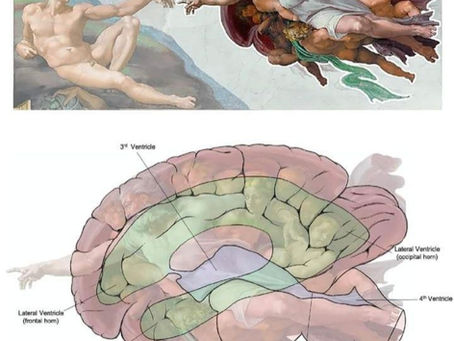 Vatican Pinecones, Pineal Glands, and Michelangelo’s Brainy God