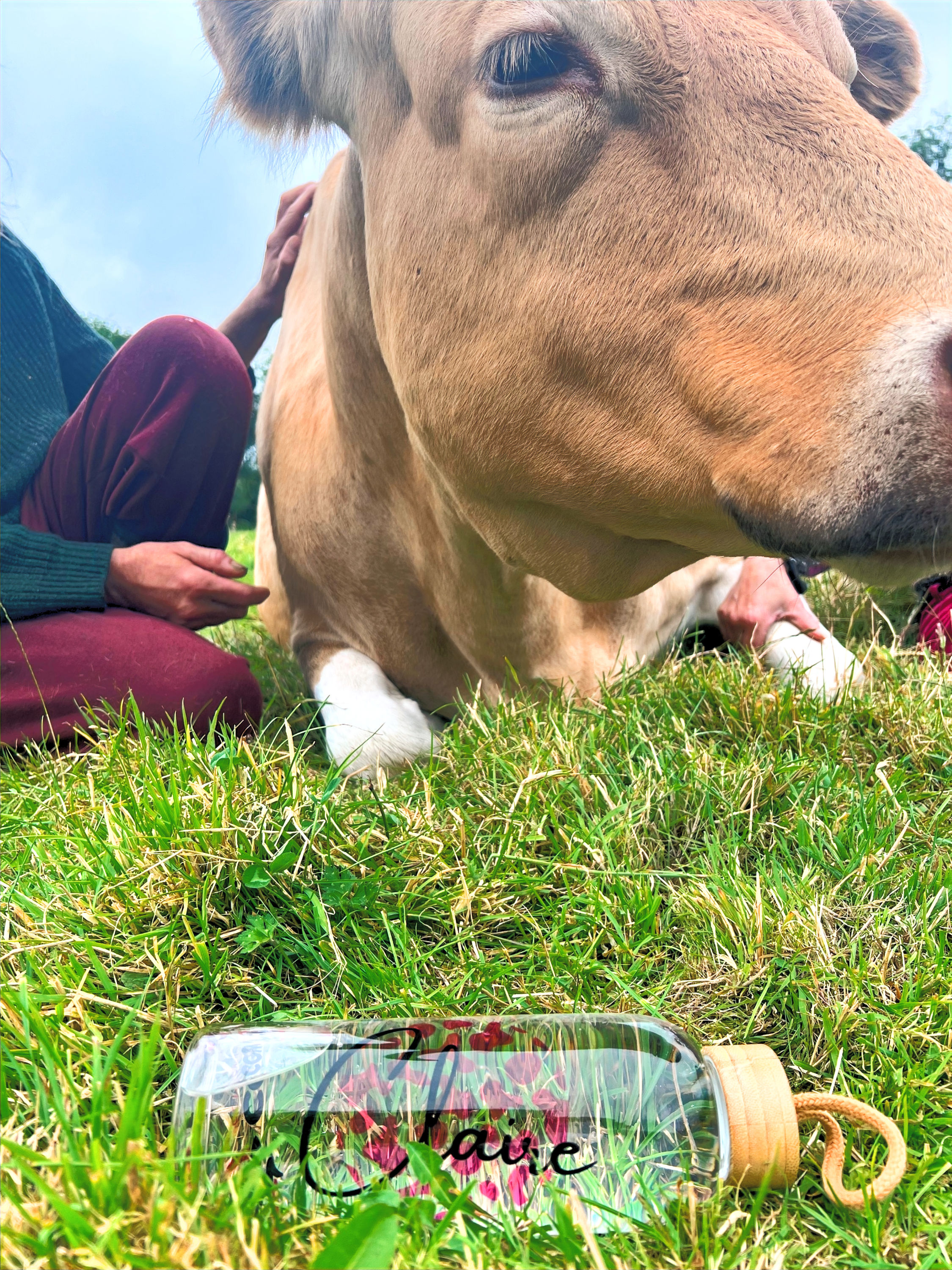 Personalised, cow themed glass bottle next to a cow