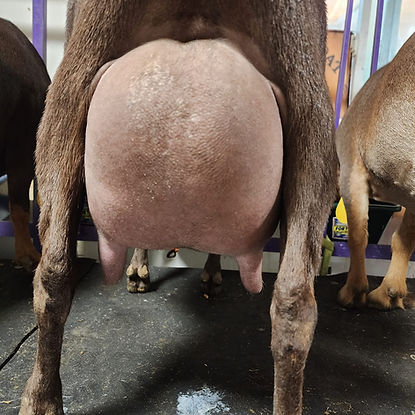 nightshade 4 yr 2 f rear.jpg