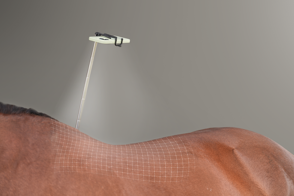 Picture of the 3D scan technology that analyzes horses' backs to ensure a perfect fitting of the saddle for an unparalleled comfort