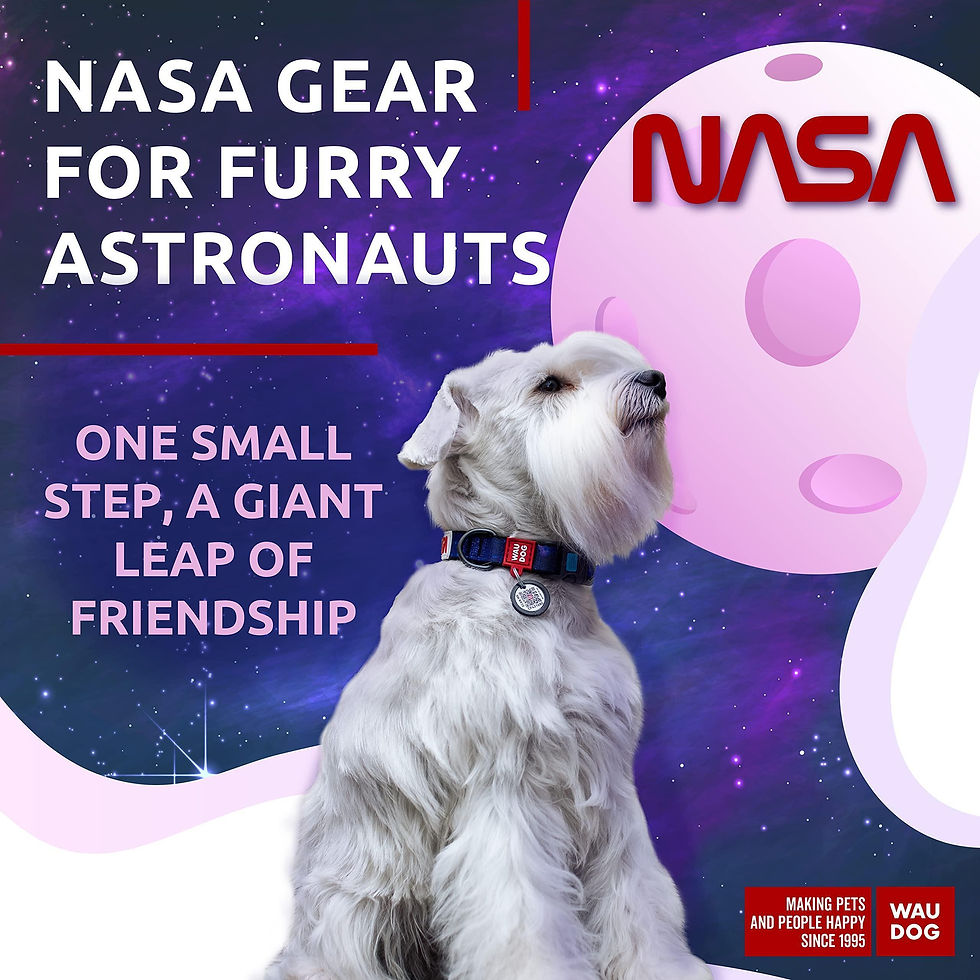 Thumbnail: Nylon Dog Collar Adjustable for Small Medium Dogs 916 in Neck x 4/5 in NASA