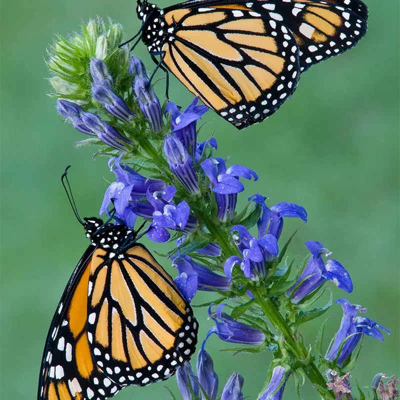 Blue Cardinal Flower (lobelia siphilitica)