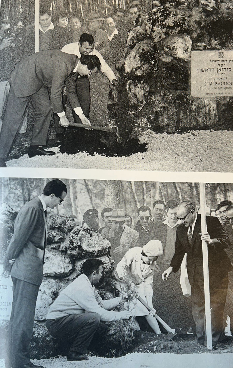 Photographies du Roi et de la Reine plantant chacun un arbre dans la Forêt Roi Baudouin. 17 février 1964. © Archives de l’Institut d’Études du Judaïsme. 