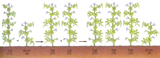 mendel2.gif