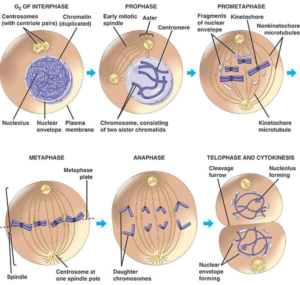 mitosis_phases.jpg