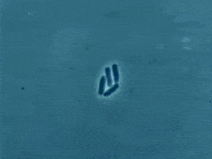 Binary_Fission_Animated.gif