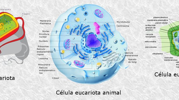 ACTIVIDADES DE LA CÉLULA