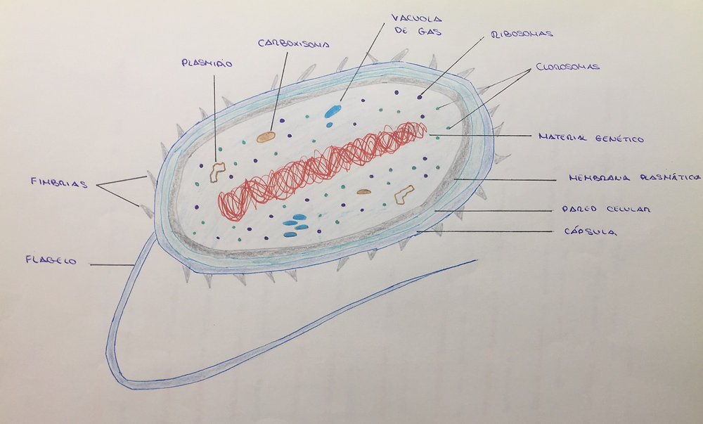 DIBUJO CÉLULA PROCARIOTA