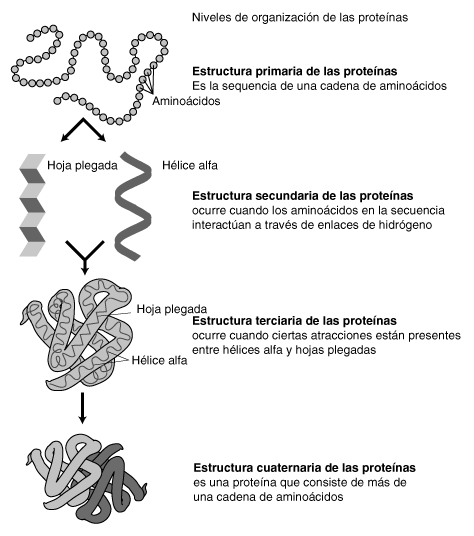 ACTIVIDADES PROTEÍNAS