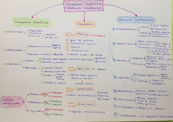 ESQUEMA GENERAL DE LA MEMBRANA PLASMÁTICA Y LOS ORGÁNULOS MEMBRANOSOS