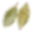 bay leaves.png