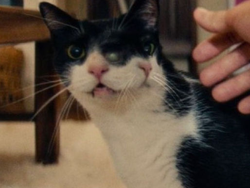 Gata de "O Agente Secreto" é premiada com o Golden Beast em festival dos EUA