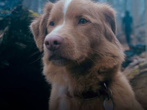 Pela primeira vez na história do cinema, um cachorro é indicado a uma categoria de atuação