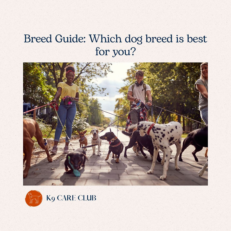 2 people walk lots of dogs together on lead
