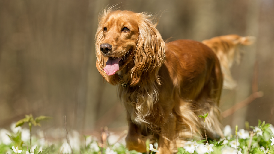 golden cocker spaniel