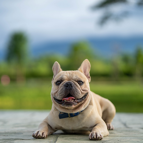 french bulldog lying down panting