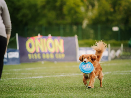 ONION DISC DOG CUP