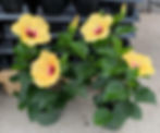 Tao - yellow flower with red throat