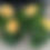 Thumbnail: Tao - yellow flower with red throat