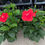 Thumbnail: Paramaribo - red