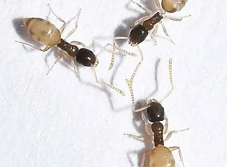 Ghost ant.webp