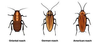 roach 1.jpg